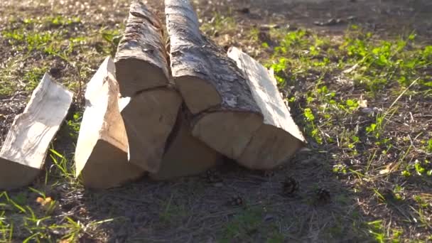 Подрібнені березові колоди в лісі на заході сонця — стокове відео