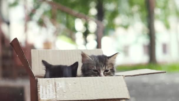 Несчастные котята в коробке на улице под дождем — стоковое видео