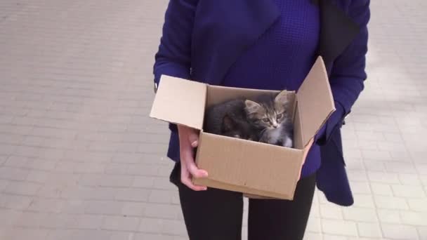 Kız bir hayvan barınağı için terk edilmiş yavru kedi bir kutu taşır — Stok video