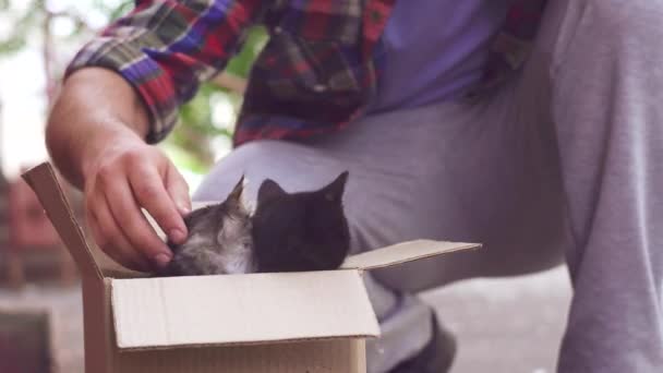 Een man kittens op straat oppikt en brengt hen naar een dierenasiel — Stockvideo