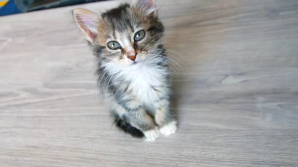 Encantador gatito está sentado en la mesa y mirando a la cámara — Vídeo de stock