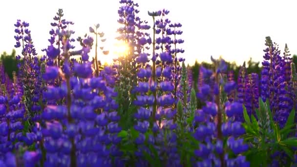 Nobody, the view of blooming lupines at sunset steadyshot — стоковое видео