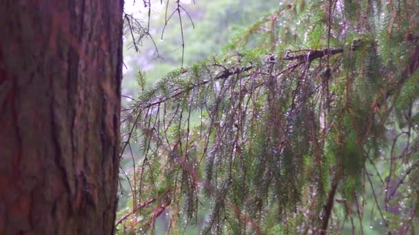 Regen in het donkere bos, slecht weer — Stockvideo