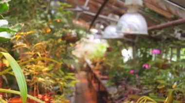 Çiçek bitki ile sera genel görünümü