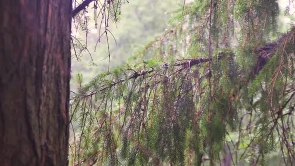 Lluvia en un bosque de pinos — Vídeo de stock