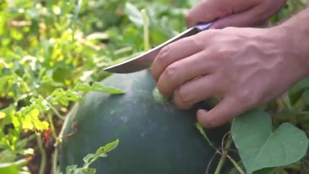 Man Cuts Knife Ripe Watermelon Garden Close — Stock Video