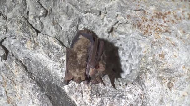 Bats cave dwellers — Stockvideo