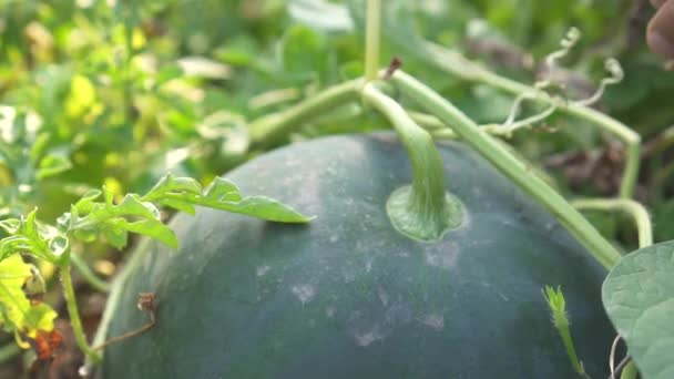 Pessoa escolhe uma melancia no jardim de perto — Vídeo de Stock