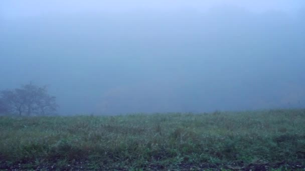 Человек бежит по траве в тумане — стоковое видео