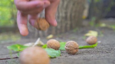 Yere düşmüş cevizden yakın çekim toplar