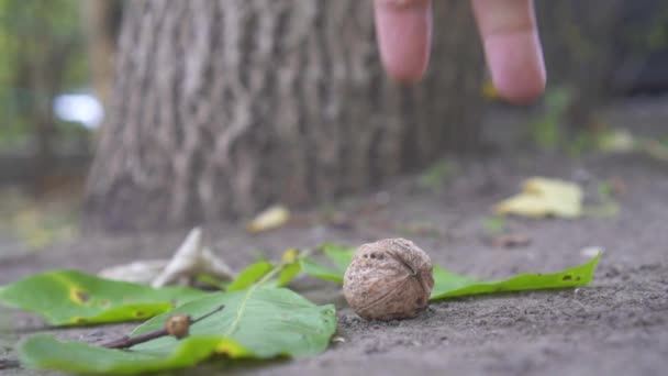 Oogsten walnoten uit de grond, langzame mo, close-up — Stockvideo