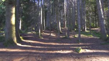 güzel güneşli orman