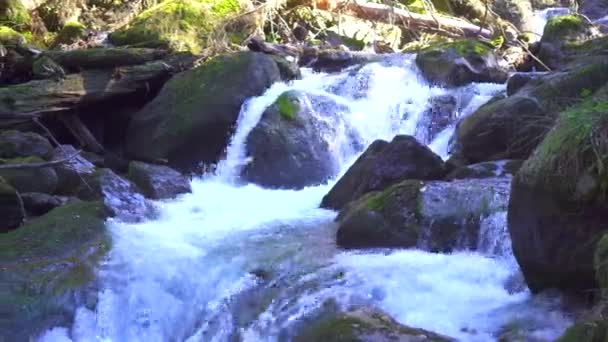 Beautiful clean mountain river — Stock Video