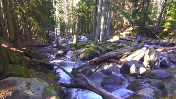 산에서 야생 강 강력한 물 흐름 — 비디오