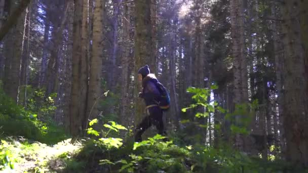 Girl tourist walking in the forest, sun rays — Stock Video