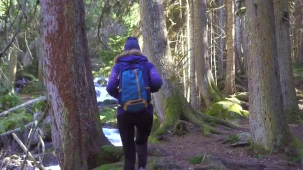 Ragazza passeggiate turistiche lungo il fiume di montagna nella foresta vista posteriore — Video Stock