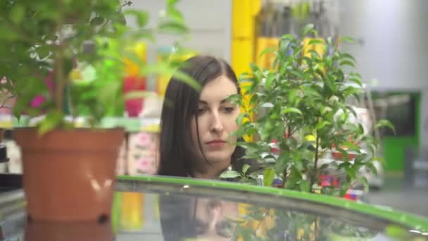 Красивая женщина работница магазина и горшок садовых растений — стоковое видео