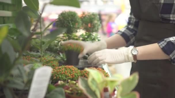 Hands of a girl shop worker on a department with garden plants — Stock Video