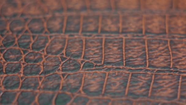 Crocodile skin extremely close up — Stock Video