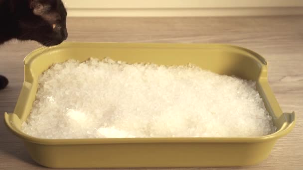Toilette gatto con cristalli di gel di silice bianca — Video Stock