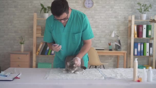 Tierarzt gibt der Katze eine Chance, Veterinäramt — Stockvideo