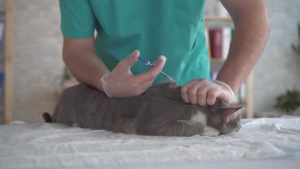 Veterinario da una inyección a un gato, manos masculinas, oficina veterinaria — Vídeo de stock
