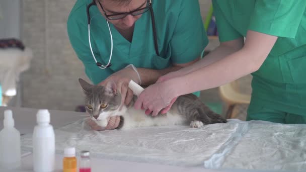 Ветеринары мужского и женского пола, повязка на лапу кошки — стоковое видео