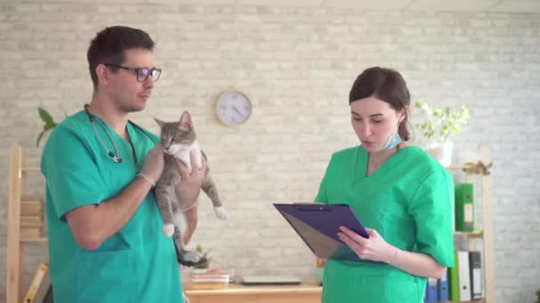 Angry cat in a veterinary clinic in the hands of a veterinarian — Stock Video