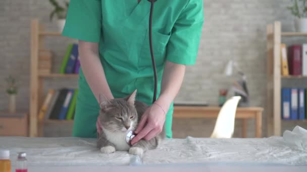 Woman vet cat examination with stethoscope — Stock Video
