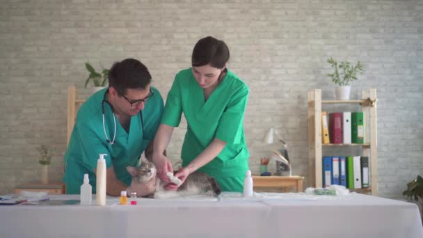 Veterinarios machos y hembras, vendaje de la pata del gato, lesión a los animales de cerca — Vídeo de stock