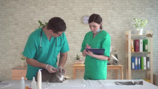 Couple de médecins vétérinaire clinique, inspection de routine de l'animal de compagnie — Video