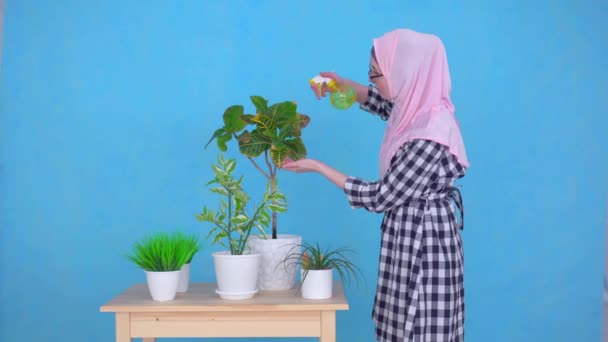 Een jonge moslim vrouw in hijab spuiten de planten op de tafel van het huis — Stockvideo