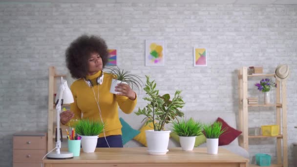 Mulher americana africana alegre e positiva cuida de flores e plantas em apartamentos modernos — Vídeo de Stock
