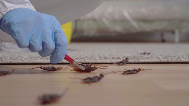 Close up of the pest control worker examines a dead beetle — Stock Video