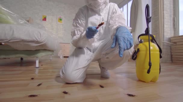 Pest control worker examines a dead beetle — Stock Video