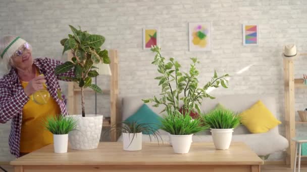 Positivo mulher mais velha jardinagem sprays plantas em casa em sua sala de estar — Vídeo de Stock