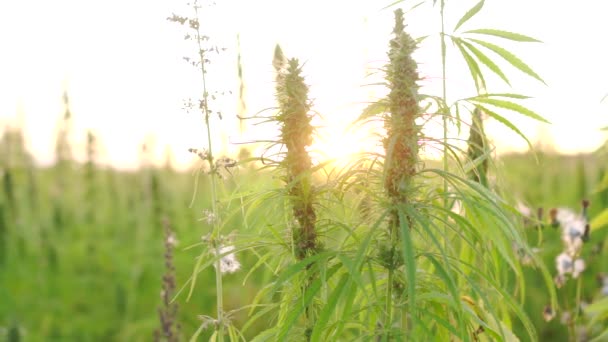 캐너 비스 식물의 근접 사진 — 비디오