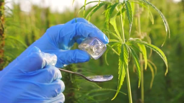 Primo piano di olio di canapa sullo sfondo di piante di cannabis verde — Video Stock