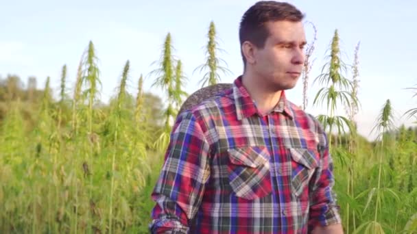 Boer loopt door cannabisveld in de ondergaande zon — Stockvideo