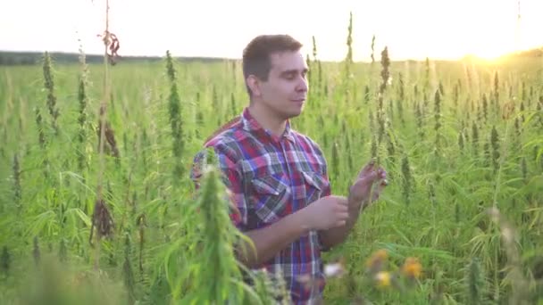 Contadino si trova in un campo con cannabis — Video Stock