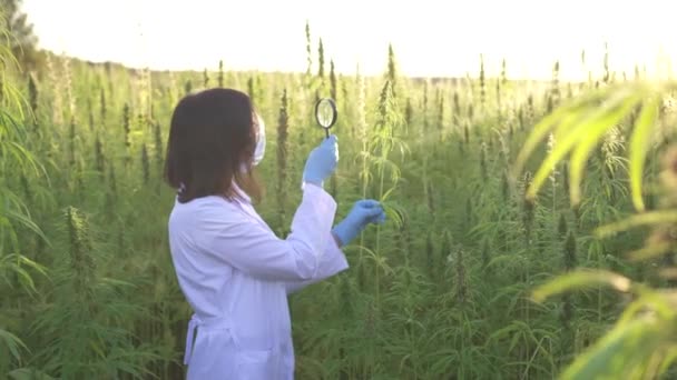 Kobieta naukowiec w białym płaszczu ze szkłem powiększającym w ręce studiuje liść konopi — Wideo stockowe