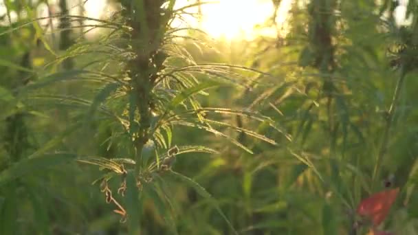 Grote cannabis kwekerij bij zonsopgang — Stockvideo