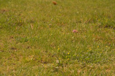 çim çim doku arka plan