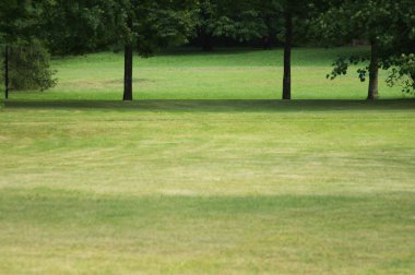 yeşil çimen alan dokusu arkaplanı