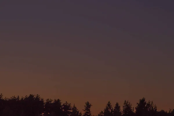 Bomen bos silhouet zonsondergang achtergrond — Stockfoto