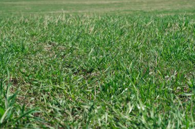 Yeşil çim doğa doku arka plan ile alan