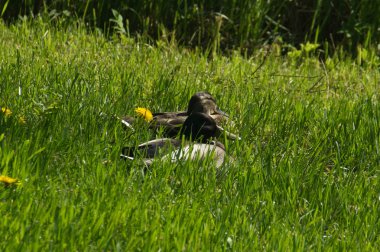 Ördekler çimlerin üzerinde