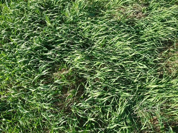 Feld mit grünem Gras Natur Textur Hintergrund — Stockfoto