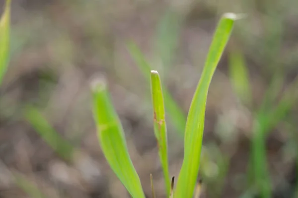 Green grass closeup abstract macro background texture — Stock Photo, Image