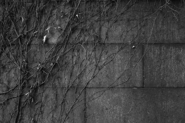 Stone pavement texture black and white. cobblestone background — Stock Photo, Image